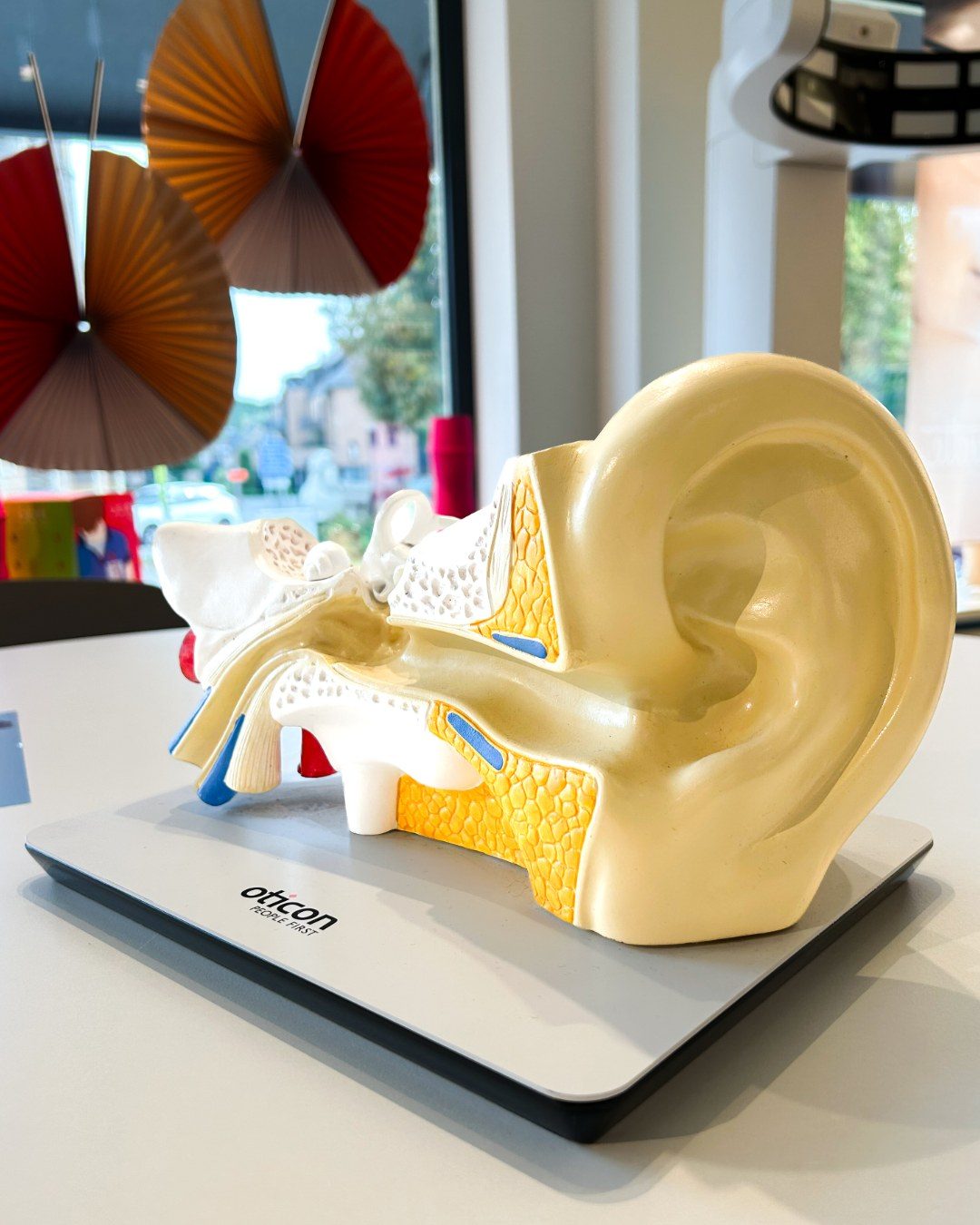 Maquette d'oreille pour les rendez-vous audiologie chez Rigoptic